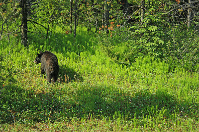 Black bear beside the Icefields Parkway