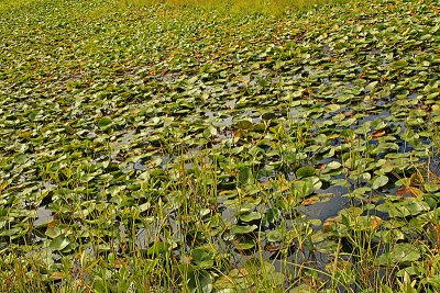 Beaver Lake