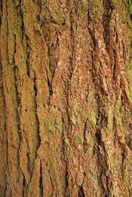 Douglas Fir Tree Bark