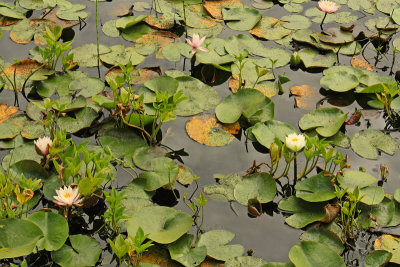 Beaver Lake