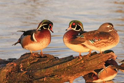 Two male and one female wood ducks 