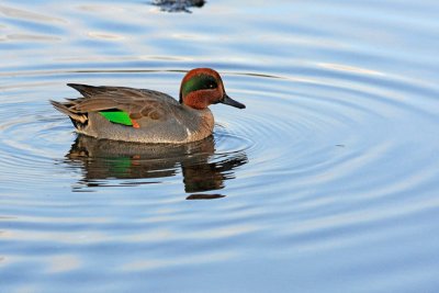 A green winged teal