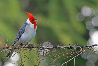 Red crested Cardinal