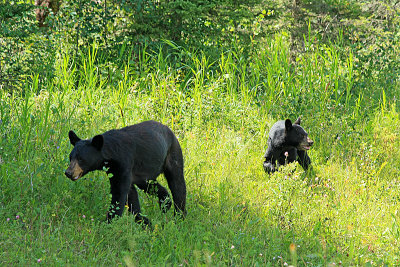 Black bear sow and her cub