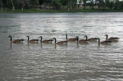 Canada Geese at the confluence of the Red and Assiniboine Rivers