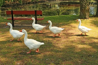 Geese on Toronto Centre Island