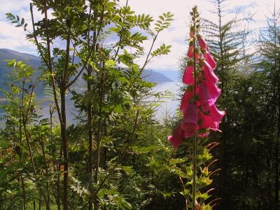 Foxgloves above the Sognefjord, near Balestrand, Norway
