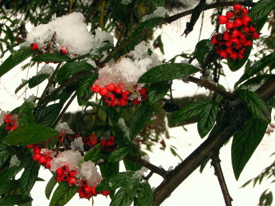 Cotoneaster, Winter Berries