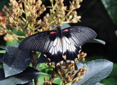 Papilio memnon femelle