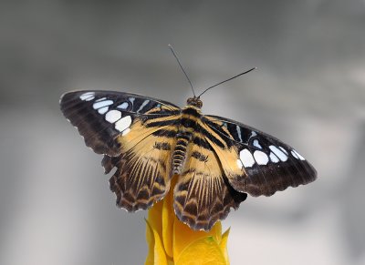 Parthenos sylvia