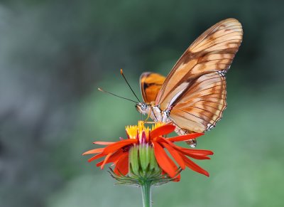 Dryas julia