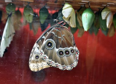 Morpho helenor