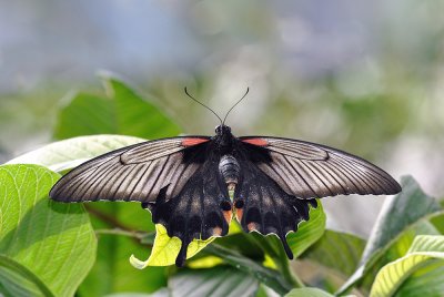 Papilio lowi femelle