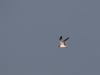 Lachmeeuw (adult) - Laughing Gull (adult)