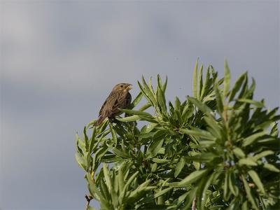 Grauwe Gors - Corn Bunting