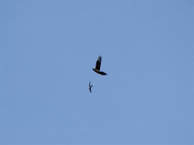 Havikarend - Bonneli's Eagle