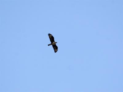 Havikarend - Bonneli's Eagle