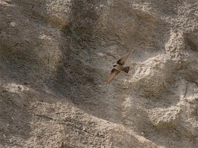 Rotszwaluw - Eurasian Crag Martin