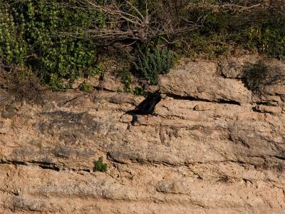 Alpenkraai - Chough