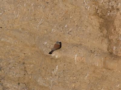 Kleine Torenvalk - Lesser Kestrel