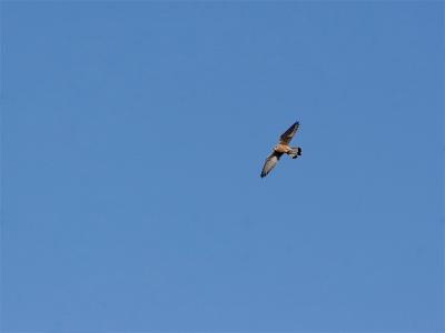 Kleine Torenvalk - Lesser Kestrel