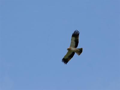 Dwergarend - Booted Eagle