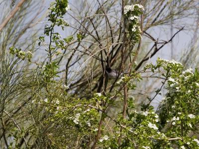 Kleine Zwartkop - Sardinian Warbler
