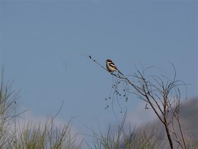 Roodkopklauwier - Woodchat Shrike