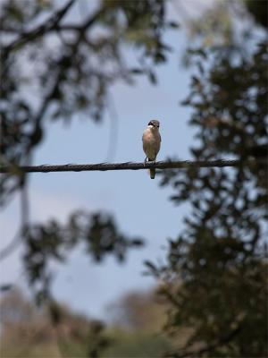 Zuidelijke Klapekster - Southern Grey Shrike