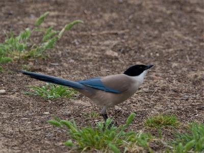 Blauwe Ekster - Azure-winged Magpie