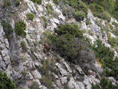 Spaanse Steenbok - Spanish Ibex