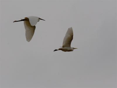 Kleine Zilverreiger en Koereiger - Little Heron with Cattle Egret