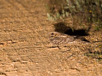 Moorse Nachtzwaluw - Red-necked Nightjar