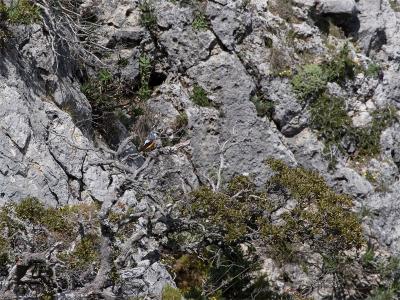 Rode Rotslijster (male) - Rufous-tailed Rockthrush (male)