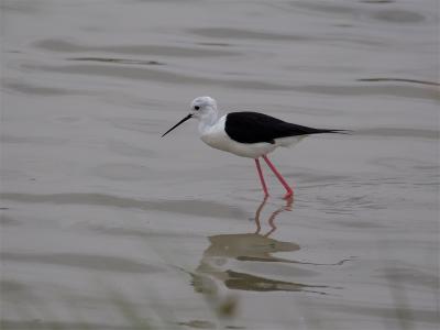 Steltkluut - Black-winged Stilt