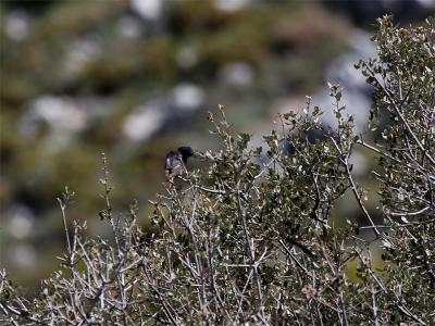 Zwarte Roodstaart - Black Redstart