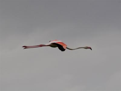 Flamingo - Greater Flamingo