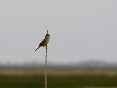 Grote Karekiet - Great Reed Warbler