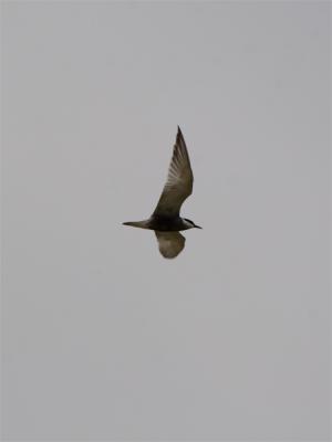 Witwangstern - Whiskered Tern
