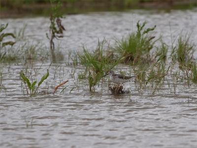 Groenpootruiter - Common Greenshank