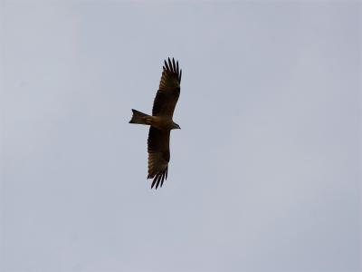 Zwarte Wouw - Black Kite