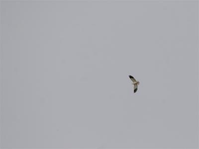 Grijze Wouw - Black-shouldered Kite