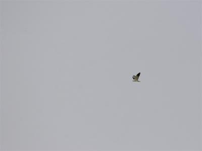 Grijze Wouw - Black-shouldered Kite