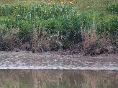 Purperkoet - Purple Swamphen