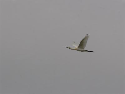 Lepelaar - Spoonbill