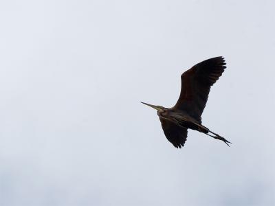 Purperreiger - Purple Heron