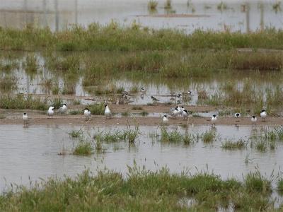 Lachstern - Gull-billed Tern