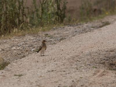 Vorkstaartplevier - Collared Pratincole