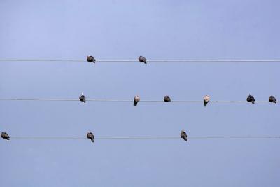 Zomertortel - Eurasian Turtle Dove