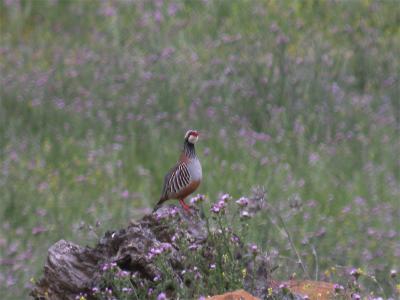 Rode Patrijs - Red-Legged Partridge